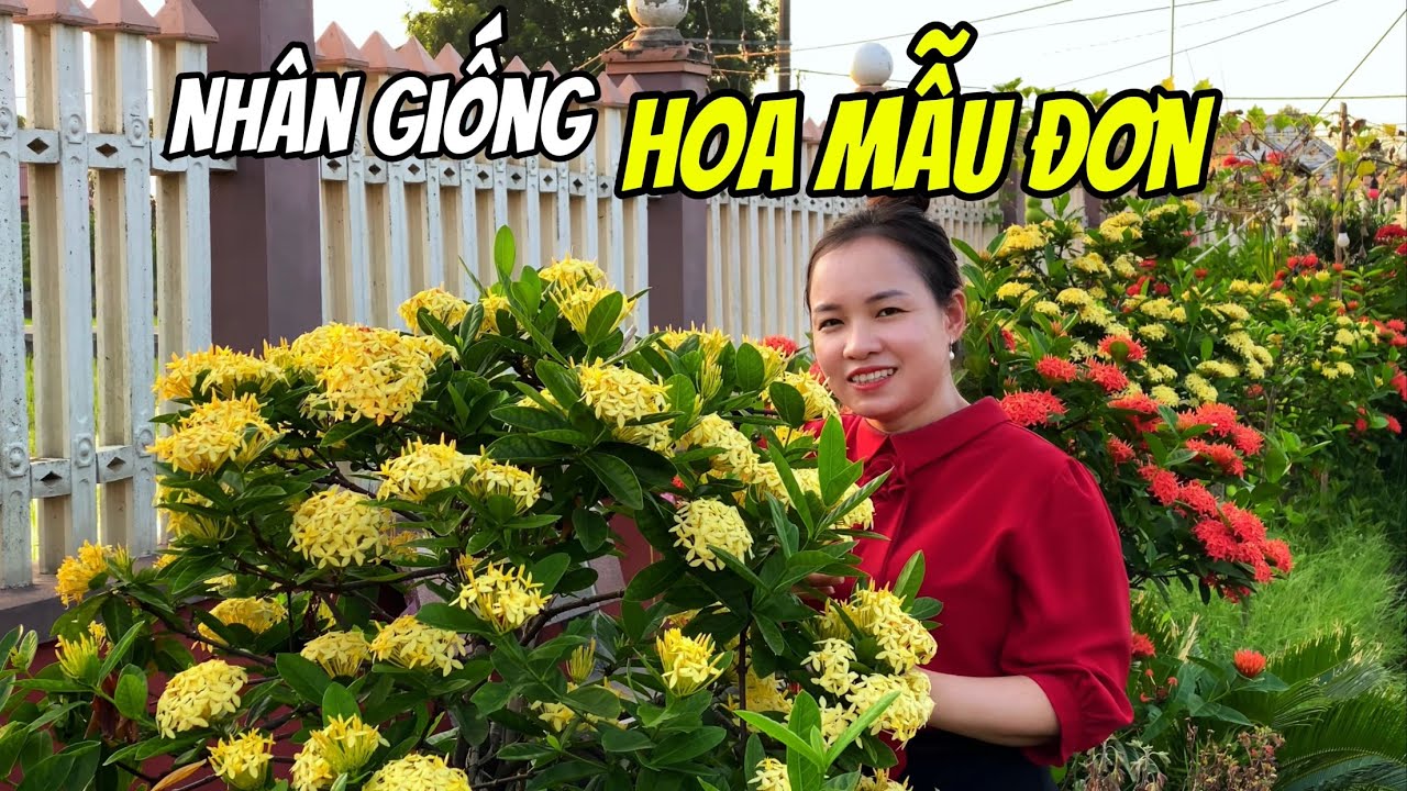 Nhân giống Hoa Mẫu Đơn rất đơn giản
