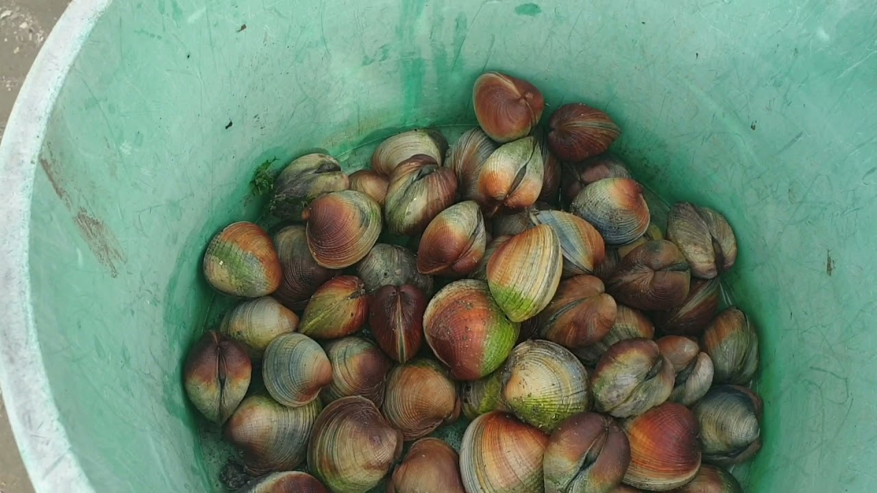 PICKING COCKLES!