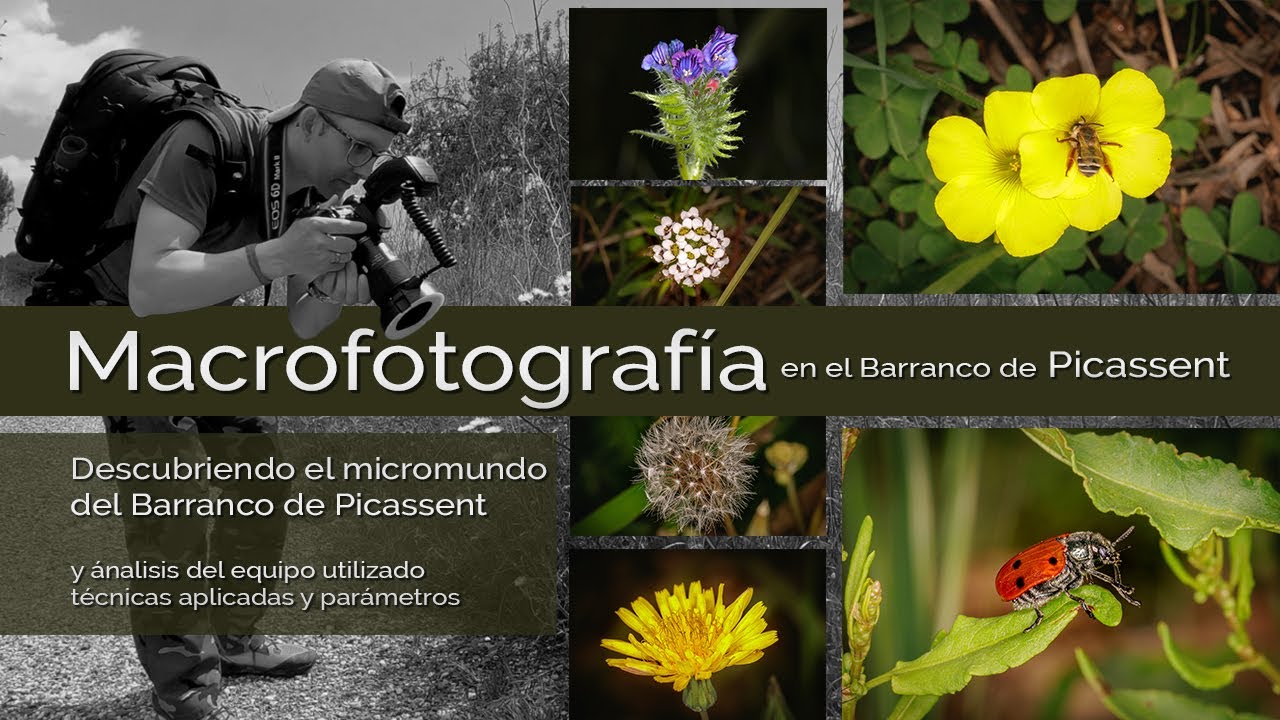 Macrofotografía en el Barranco Picassent, Primavera 2022 con Canon 90D Tamron 90mm Macro Nissin MF18