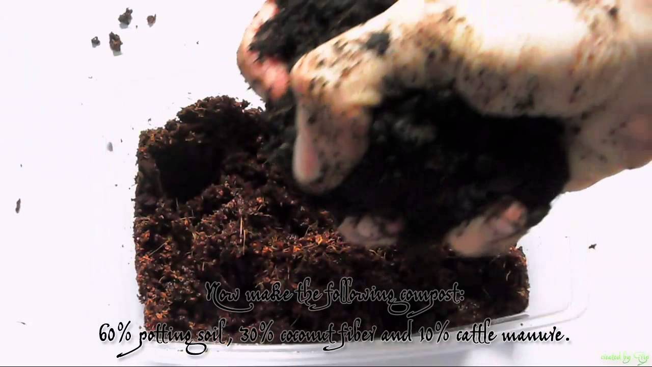 Planting entada rheedii