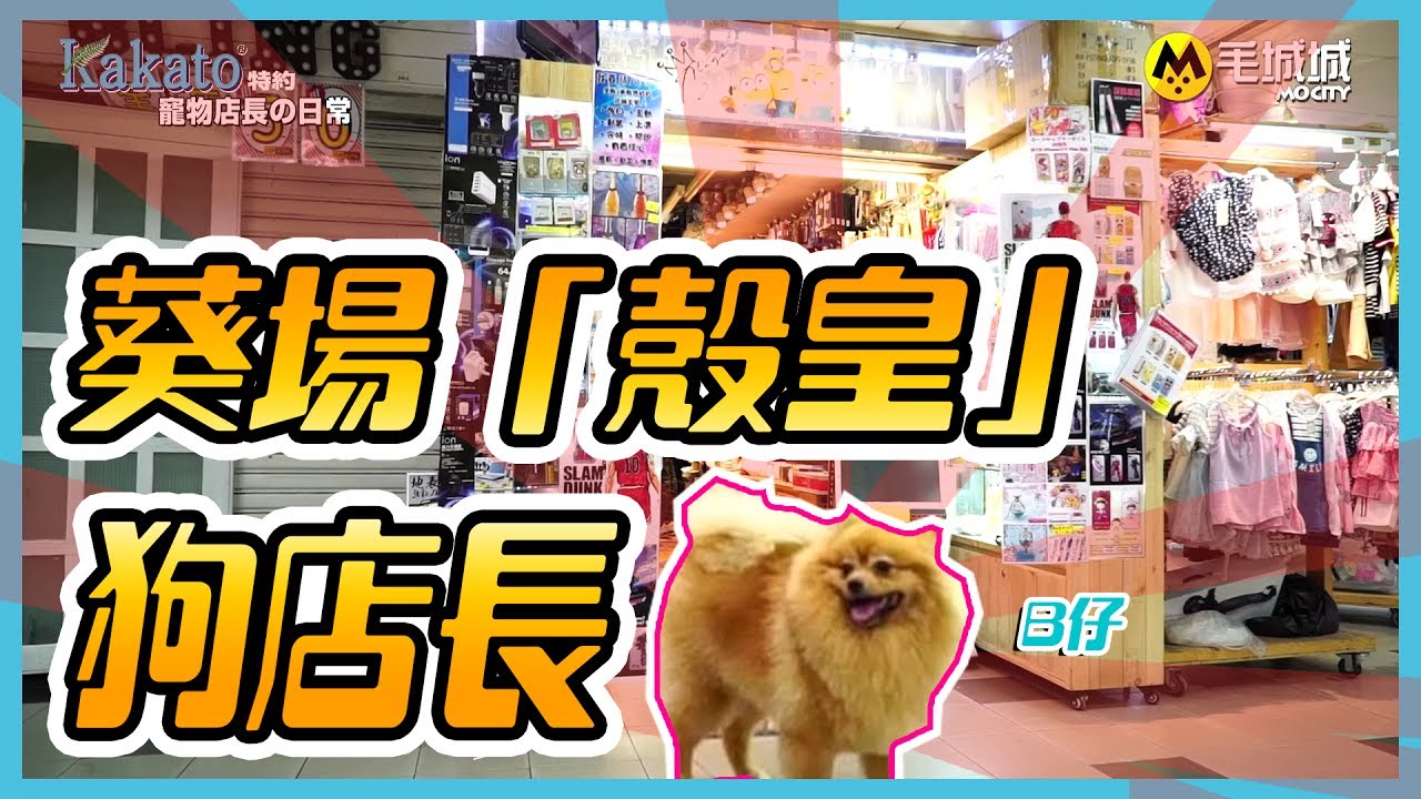 【Kakato特約 寵物店長之日常】葵場「殼皇」狗店長