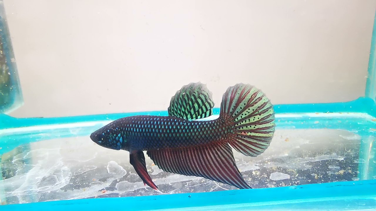 Betta stiktos hybrid #betta #acquarium #fish www.lamangrovia.com