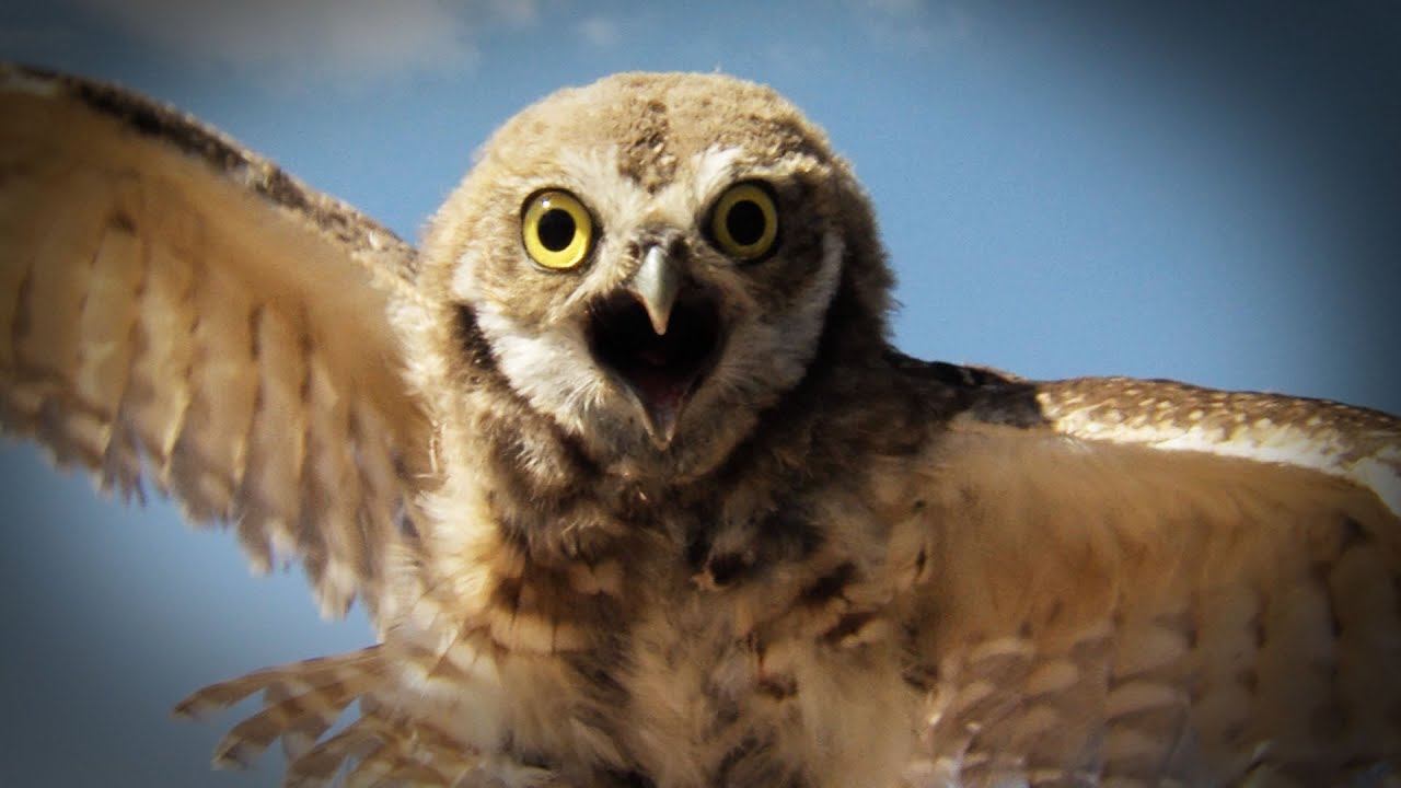 Owls Underground