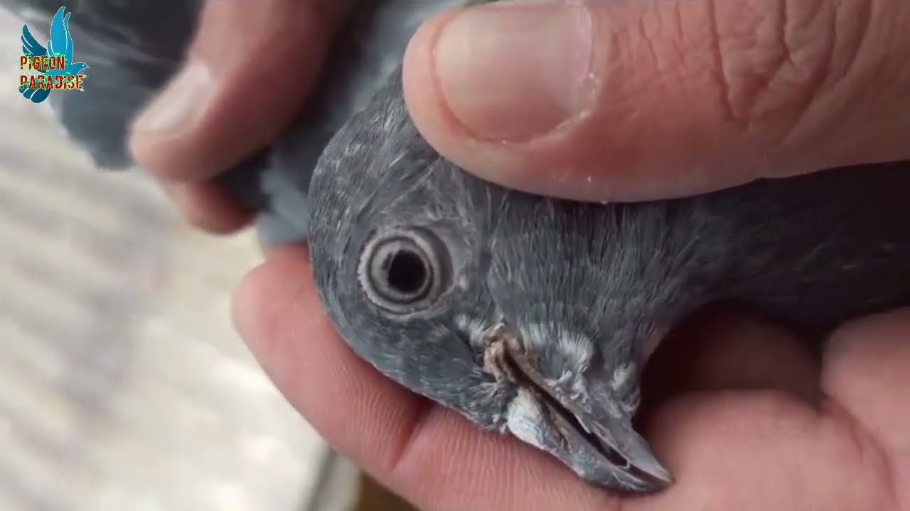 Sopore se Ustad Adil Ashiq ke kabutar sale no.6006670812