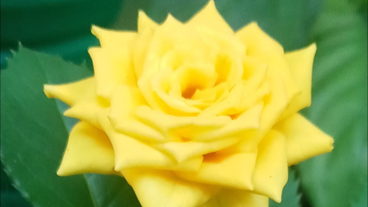 Rama Plantas está ao vivo!