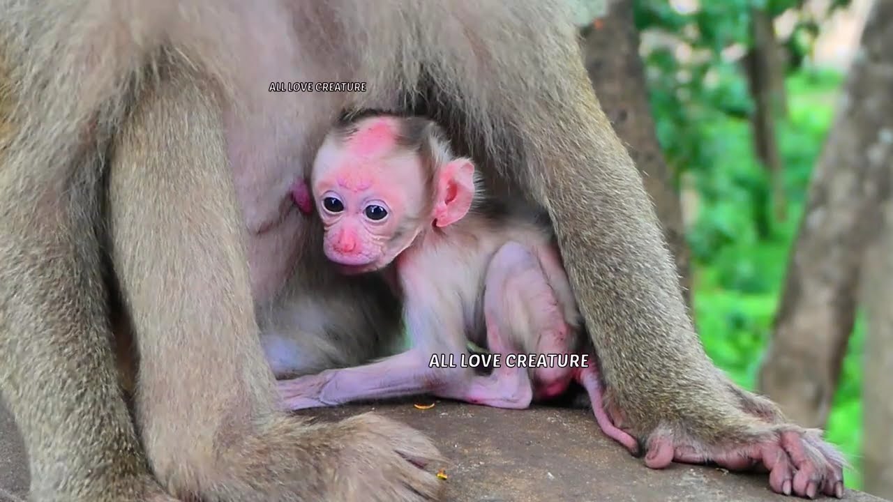 Just born a few days, Mother monkey hug newborn baby
