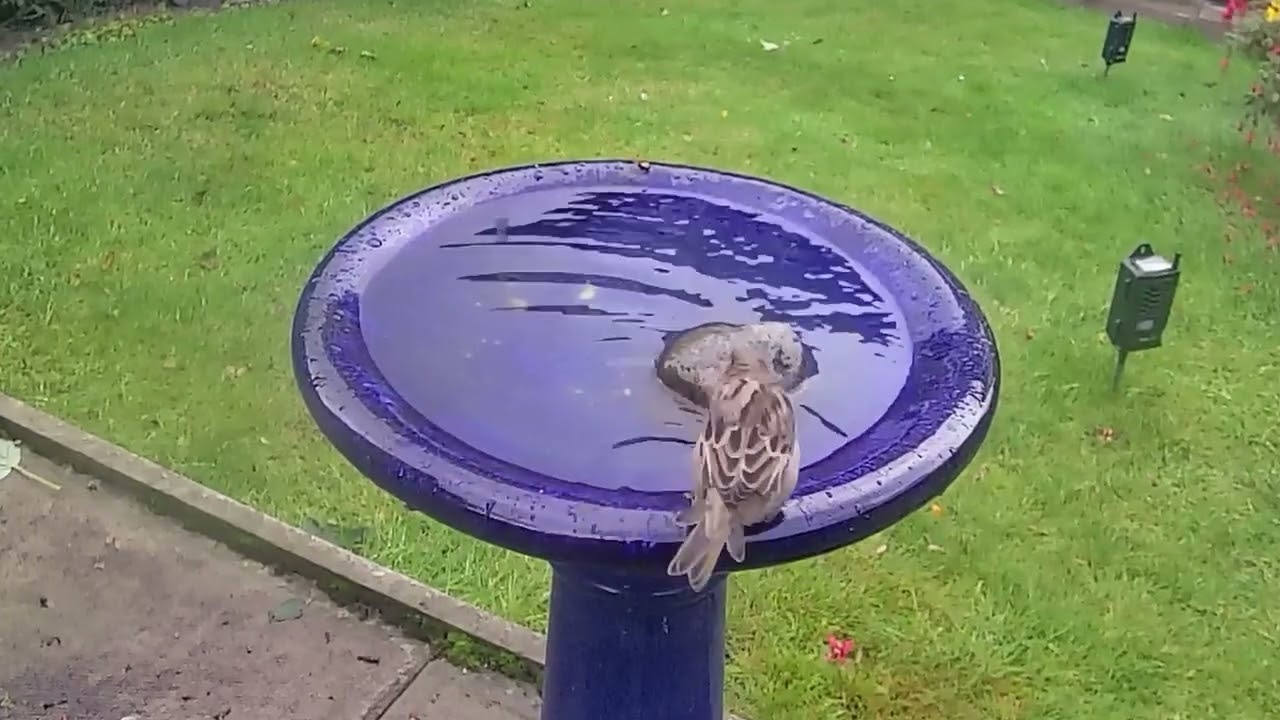 Sparrows Autumn 2025 Bathtime part 1