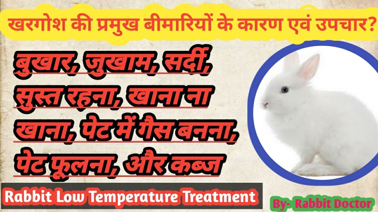 खरगोश के जुकाम, बुखार, निमोनिया, सुस्त रहना, खाना ना खाना , पेट फूलना का उपचार || Rabbit Gas issue |