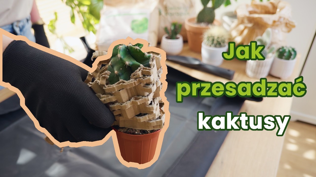 Przesadzanie kaktusów – kiedy i jak zrobić to bezpiecznie?