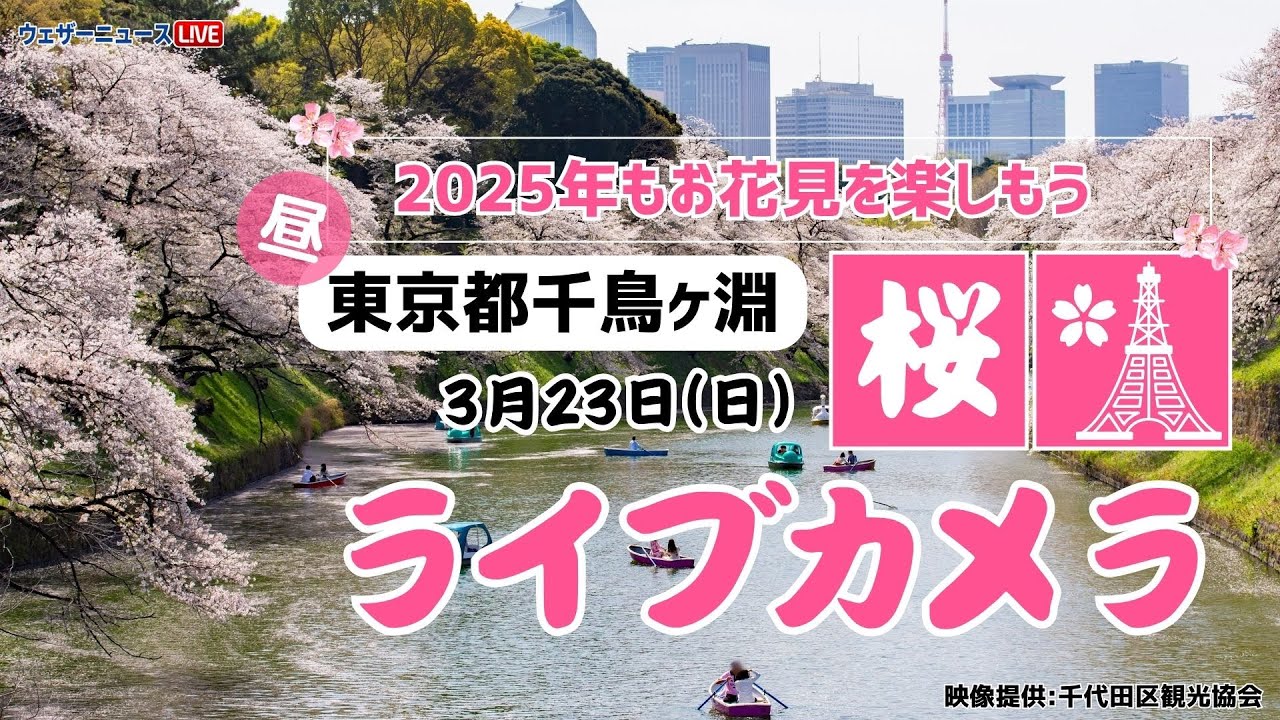 【桜ライブカメラ】ソメイヨシノ／「東京都・千鳥ヶ淵緑道」ライブカメラより/Cherry Blossom Live Camera　 2025年3月23日(日)  #桜  #さくら #ソメイヨシノ