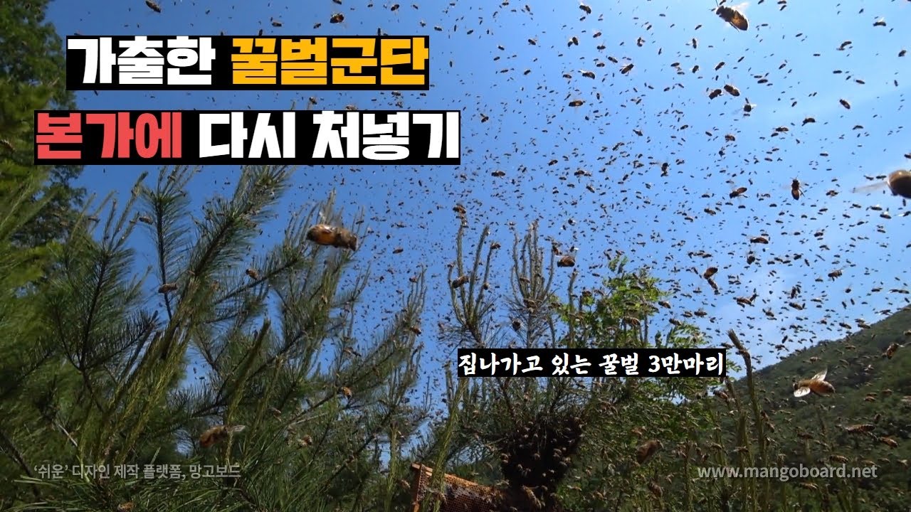 주인이 보고있는데 눈앞에서 가출 감행하는 꿀벌군단(feat.라셀)