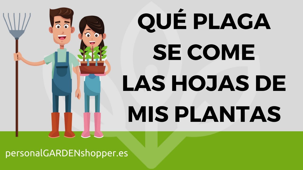 &iquest;QU&Eacute; PLAGA SE COME LAS HOJAS DE MIS PLANTAS Y C&Oacute;MO COMBATIRLA?  DEFOLIADORES