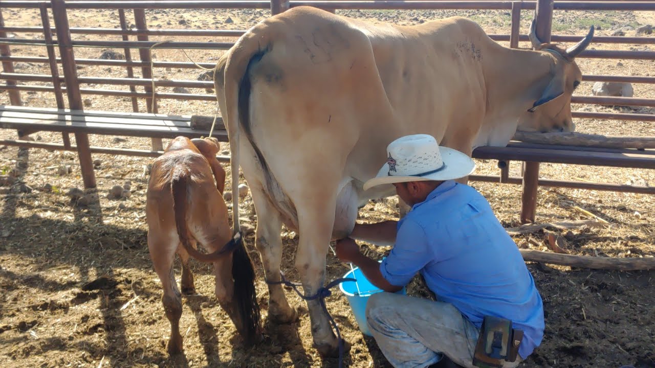 Vaca raza brahman lechera/asunción mita/Guatemala