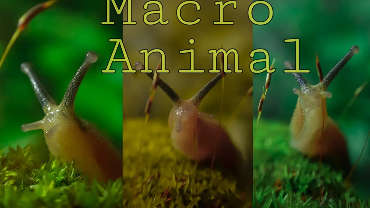 Nature Macro Animal | Nature Amazhing Video | Macro Video |#shorts #youtube #Nature