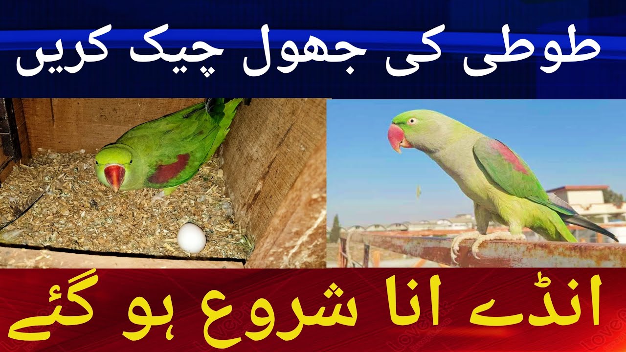Raw Parrots Breeding Start. طوطی کی جھول کیسے چیک کریں انڈے انا شروع۔۔