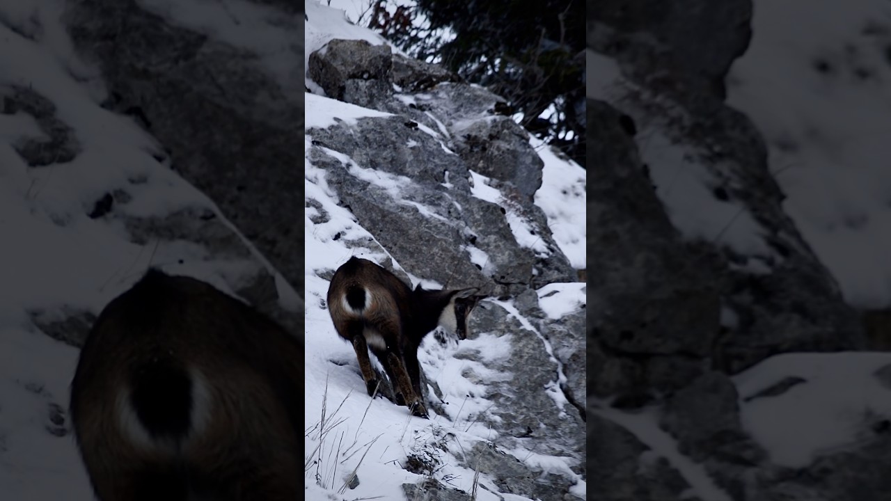 LA GLISSADE DU CHAMOIS #montagne #mountains #wildlife #nature #chamois