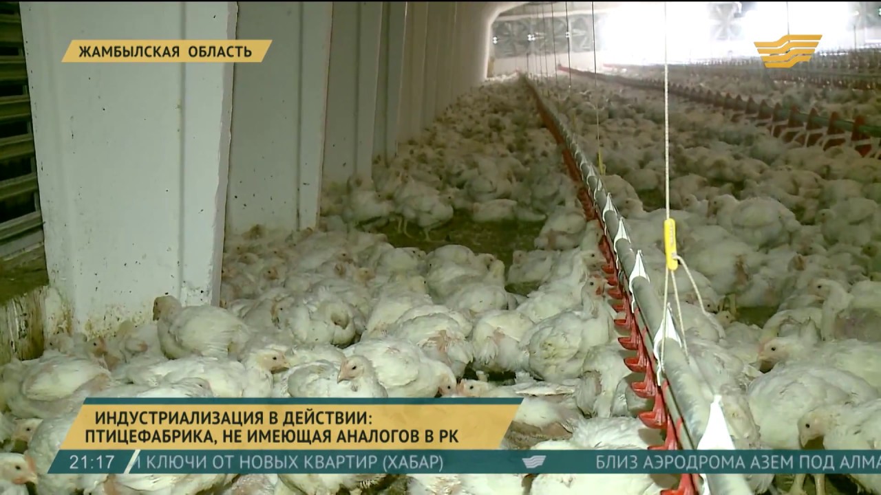 В Жамбылской области работает птицефабрика, не имеющая аналогов в стране