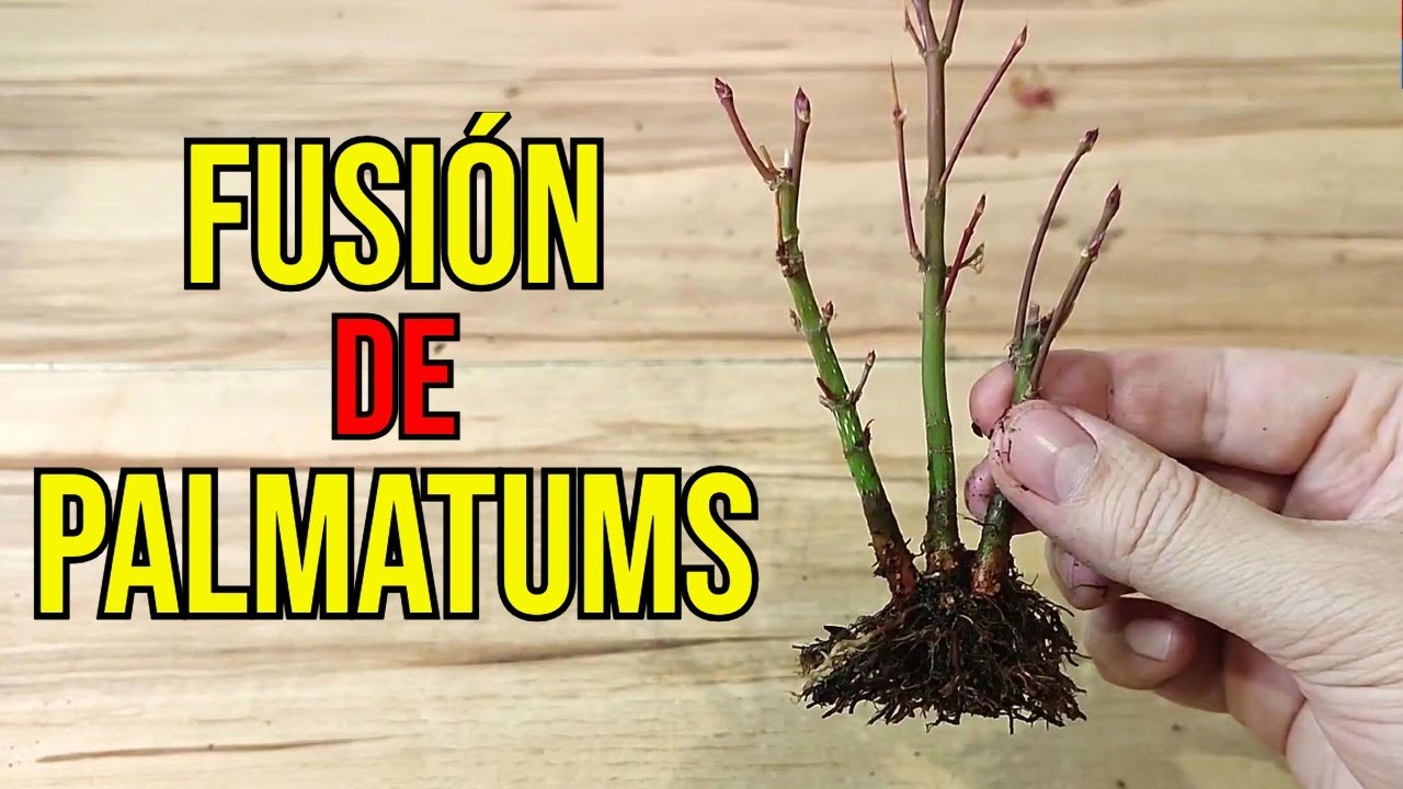 🔝 CÓMO HACER UNA FUSIÓN DE GRUPO CON ARCE PALMATUM - BONSÁI