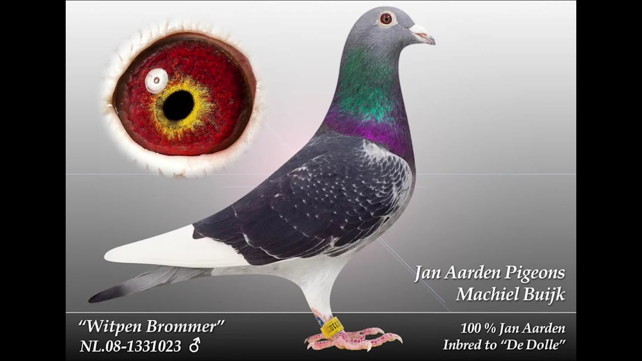 Machiel Buijk jan aadran Dolle line Bird