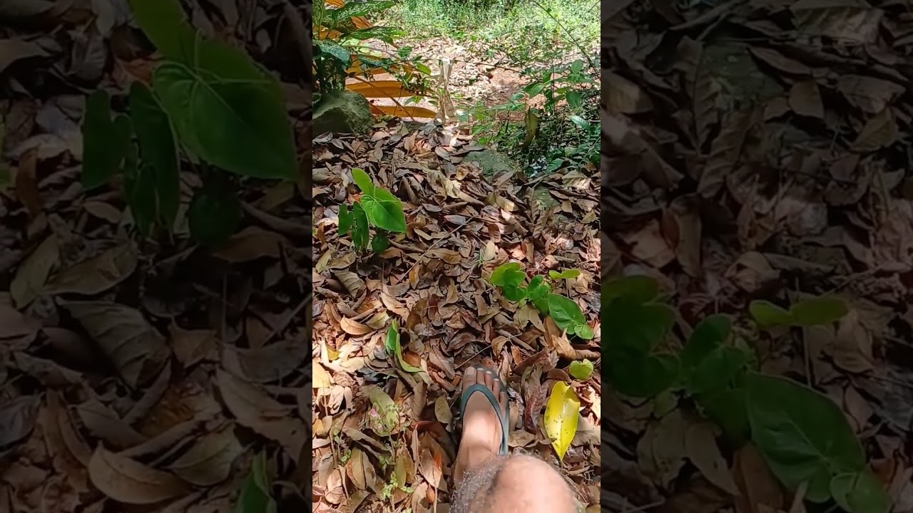 Beautiful Nature in Slow Motion    #SlowMotion #SlowMo #Nature #NatureVideo #RelaxingVideo