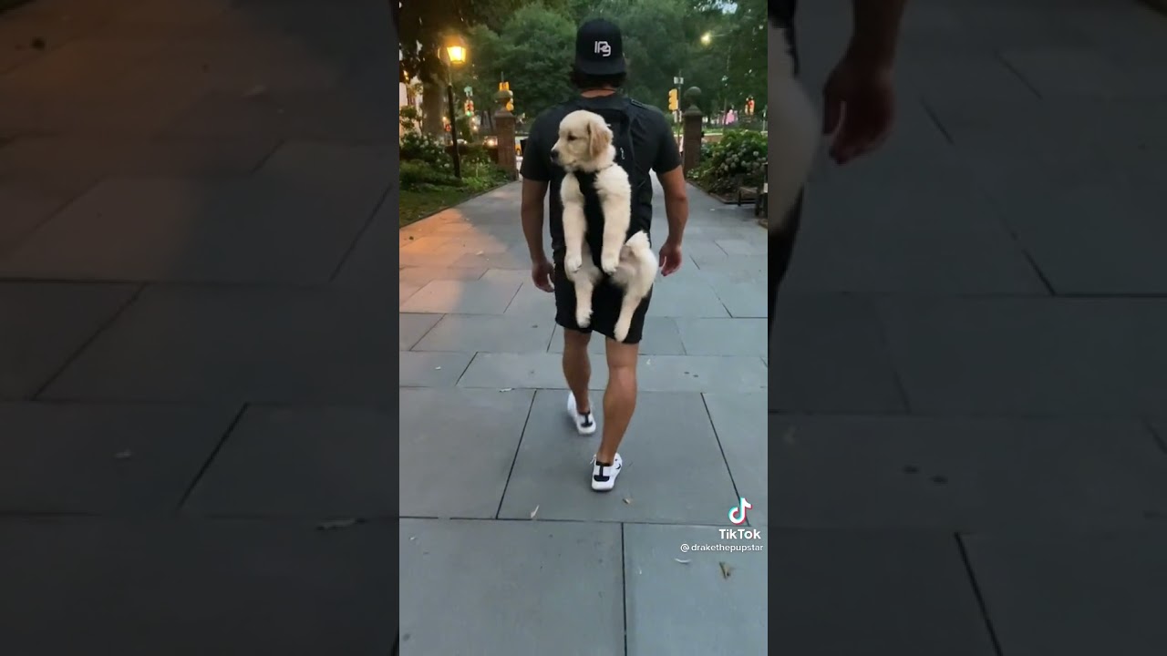 Cute dog with floppy legs🥰