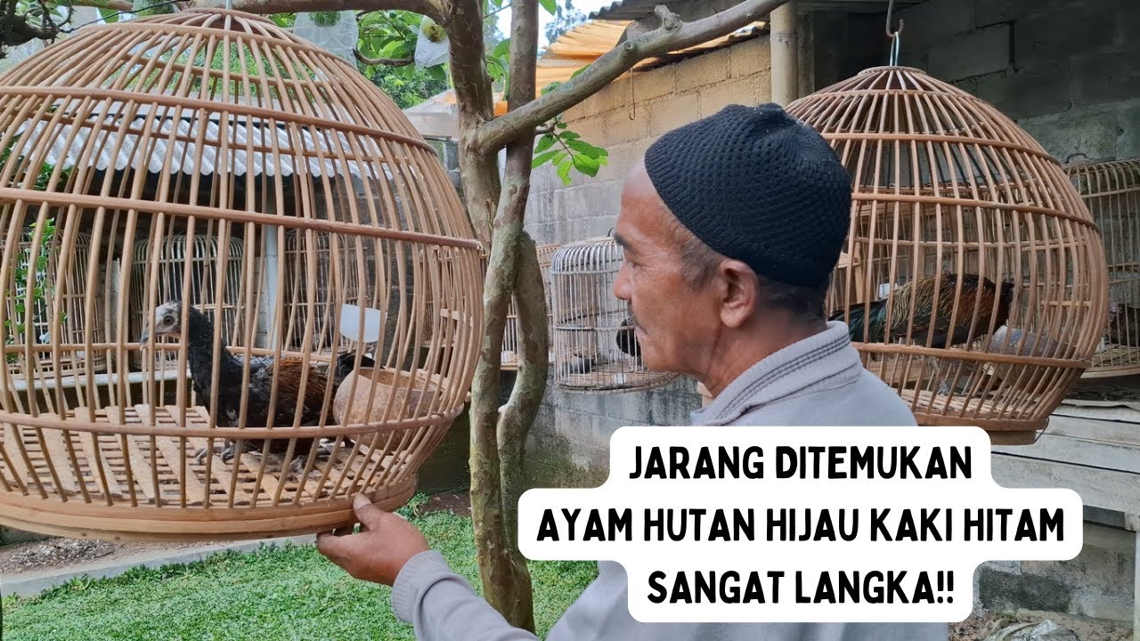 TERNAK RATUSAN AYAM HUTAN HIJAU KAWIN DODOK!!!
