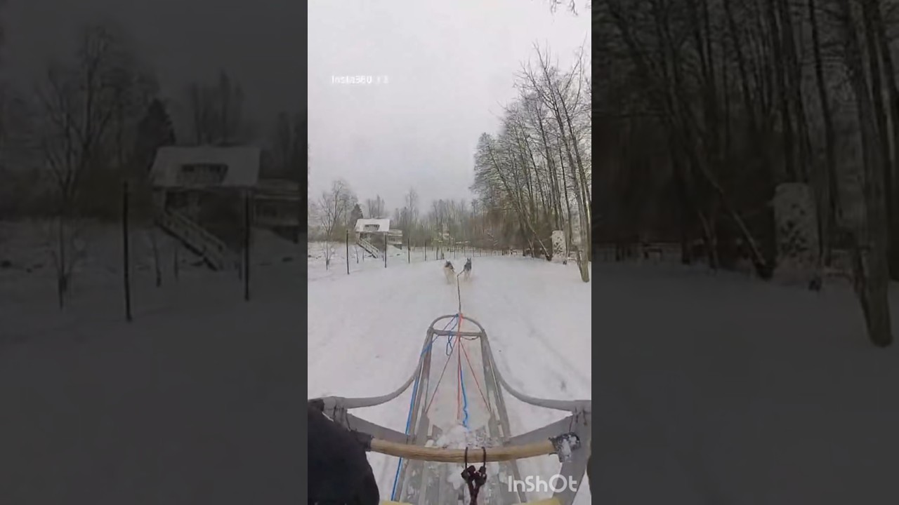 Saturday sled ride with Havu and Heda