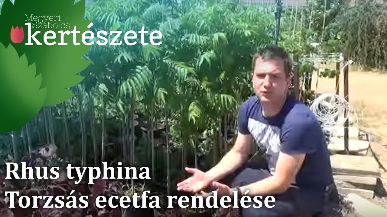 Rhus typhina - Torzs&aacute;s ecetfa rendel&eacute;se