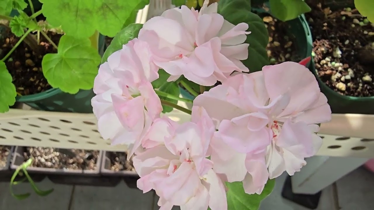 베란다 노리터 이런전런 이야기