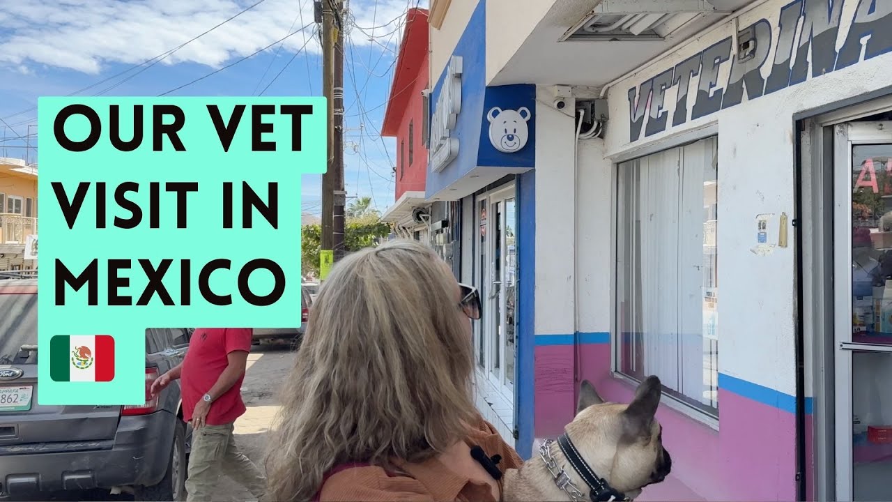 Flying to the USA with a Dog? New CDC Rule Caught Us Off Guard in Mexico (March 2025) | Part 2