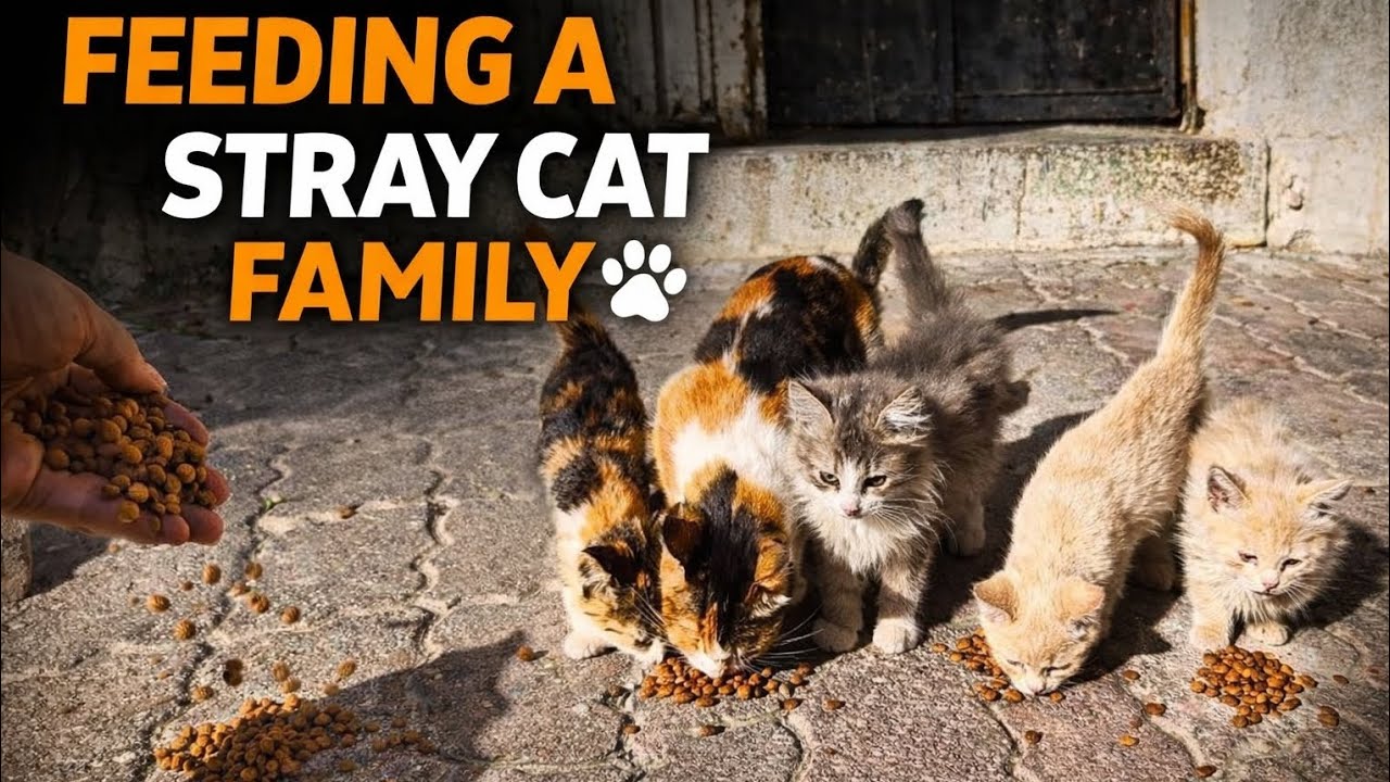 Stray Cat Mother and Babies Waiting for Food 🥺