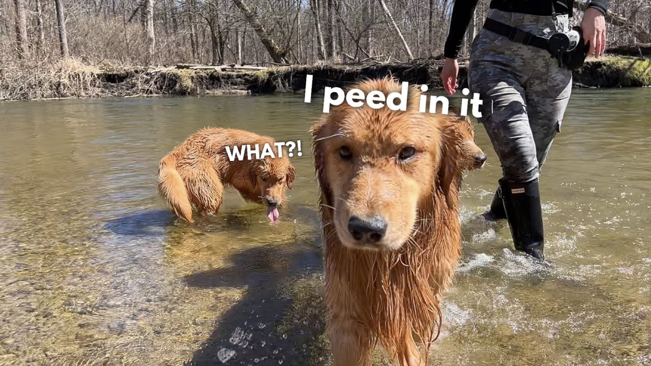 My Dog Takes His Son to the River