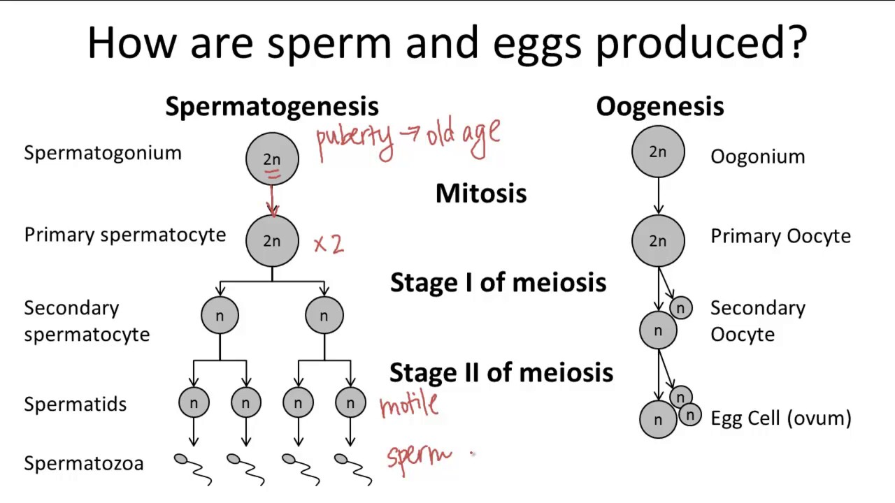 Oogenesis v. Spermatogenesis