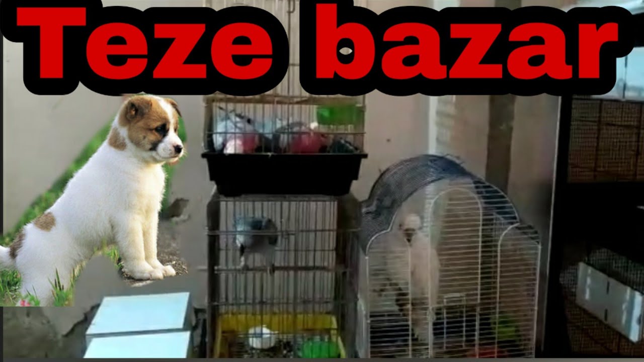 Teze bazar. Heyvan bazari.