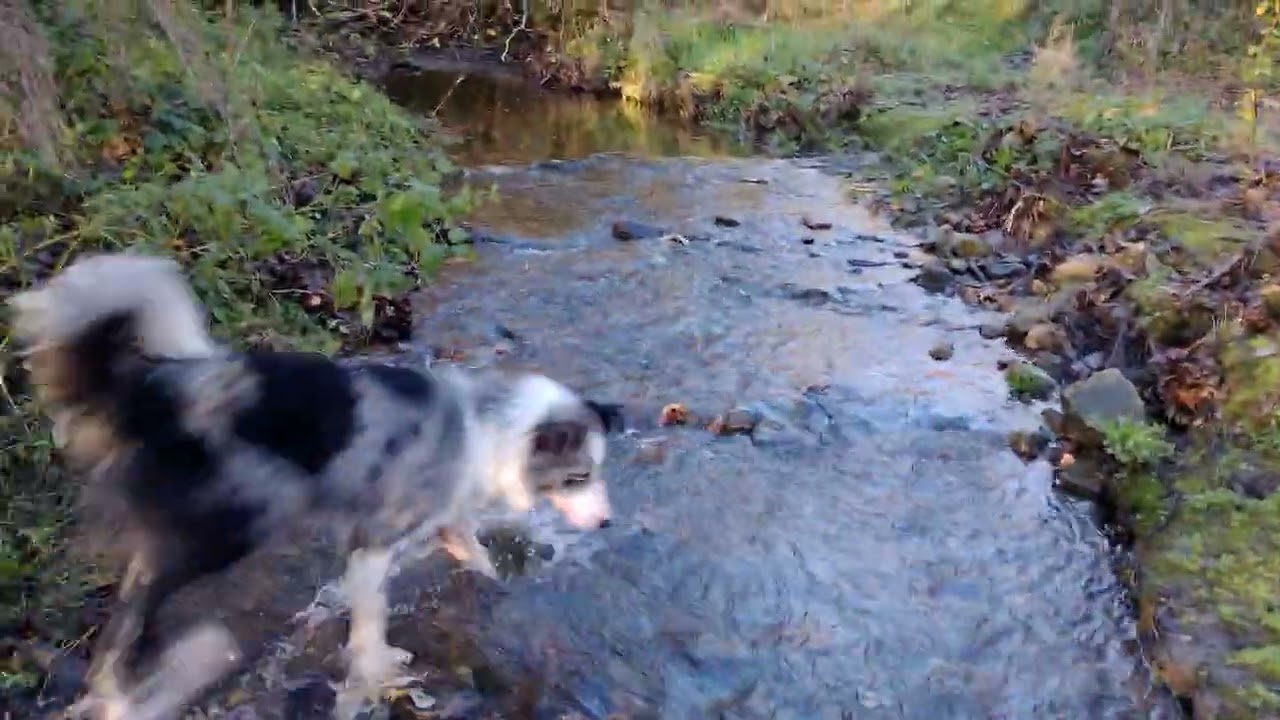 Morning river walk in wellies and dog. . 
