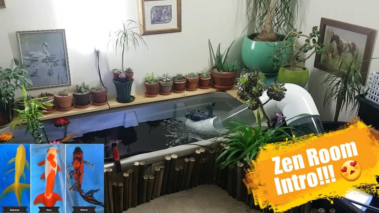 Zen Room Introduction! How I move my Goldfish!