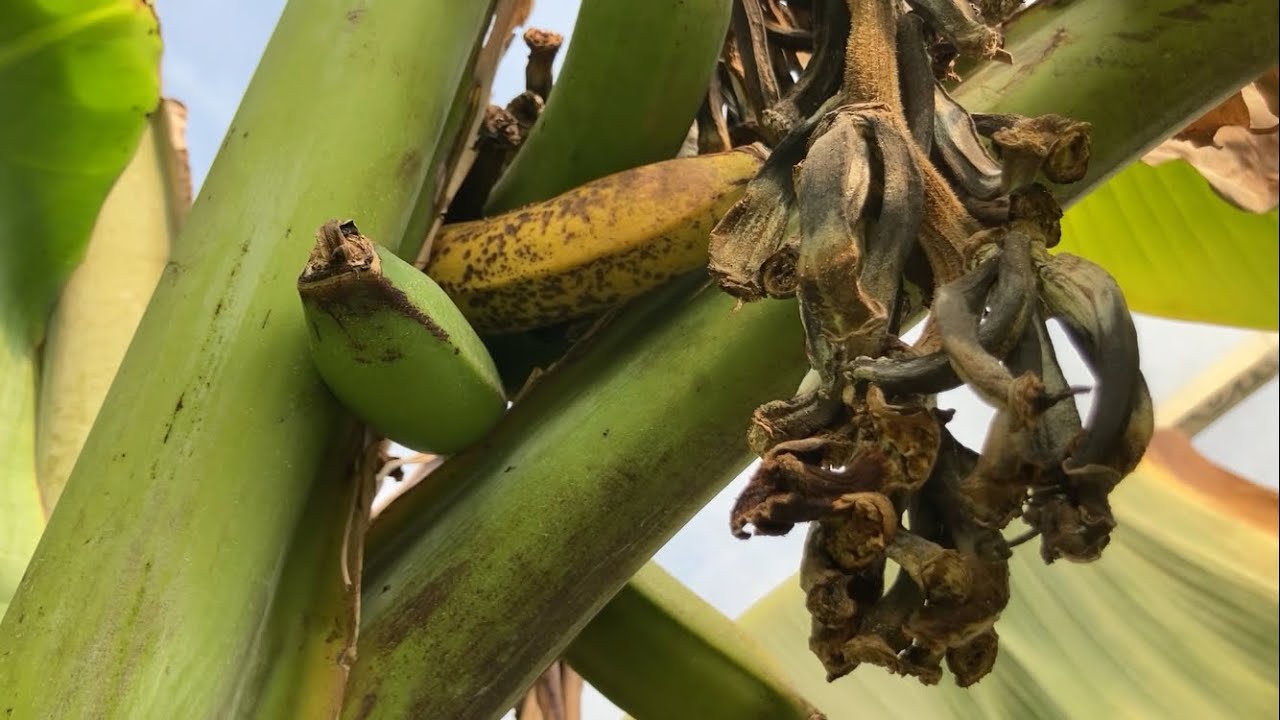 Banan Red Cavendish 🍌🍌🍌😋