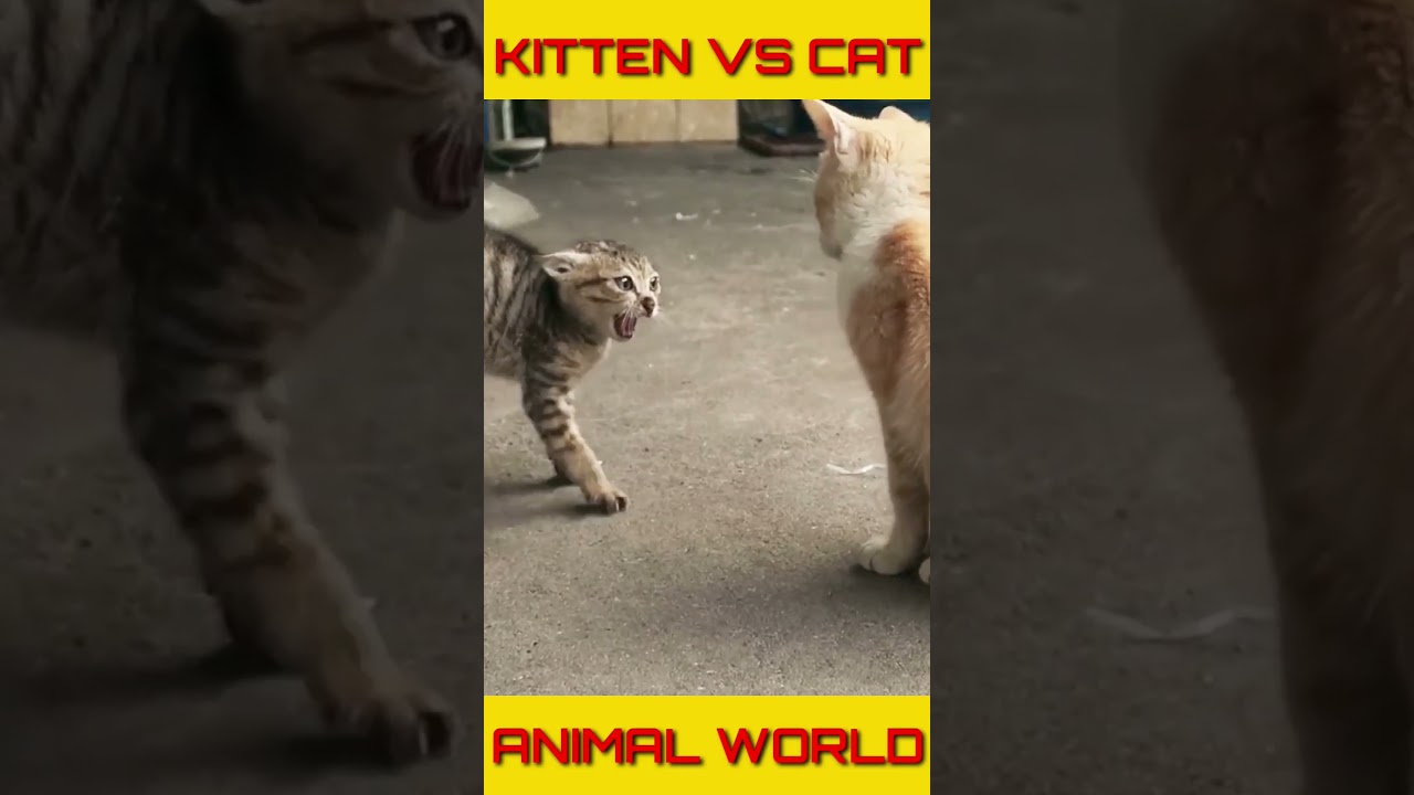 KITTEN FIGHT ADULT CAT 😳 #shorts #short #wildlife