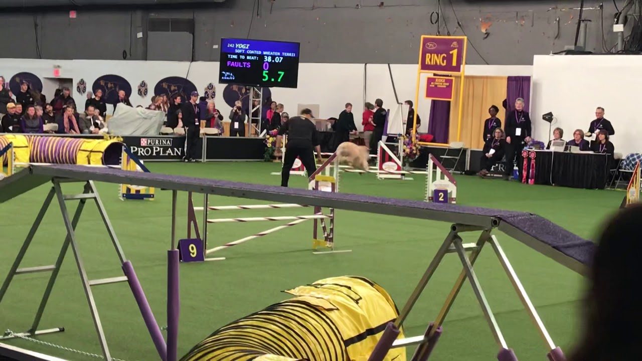 Wheaten Terrier a crowd favorite in agility at Westminster Dog Show