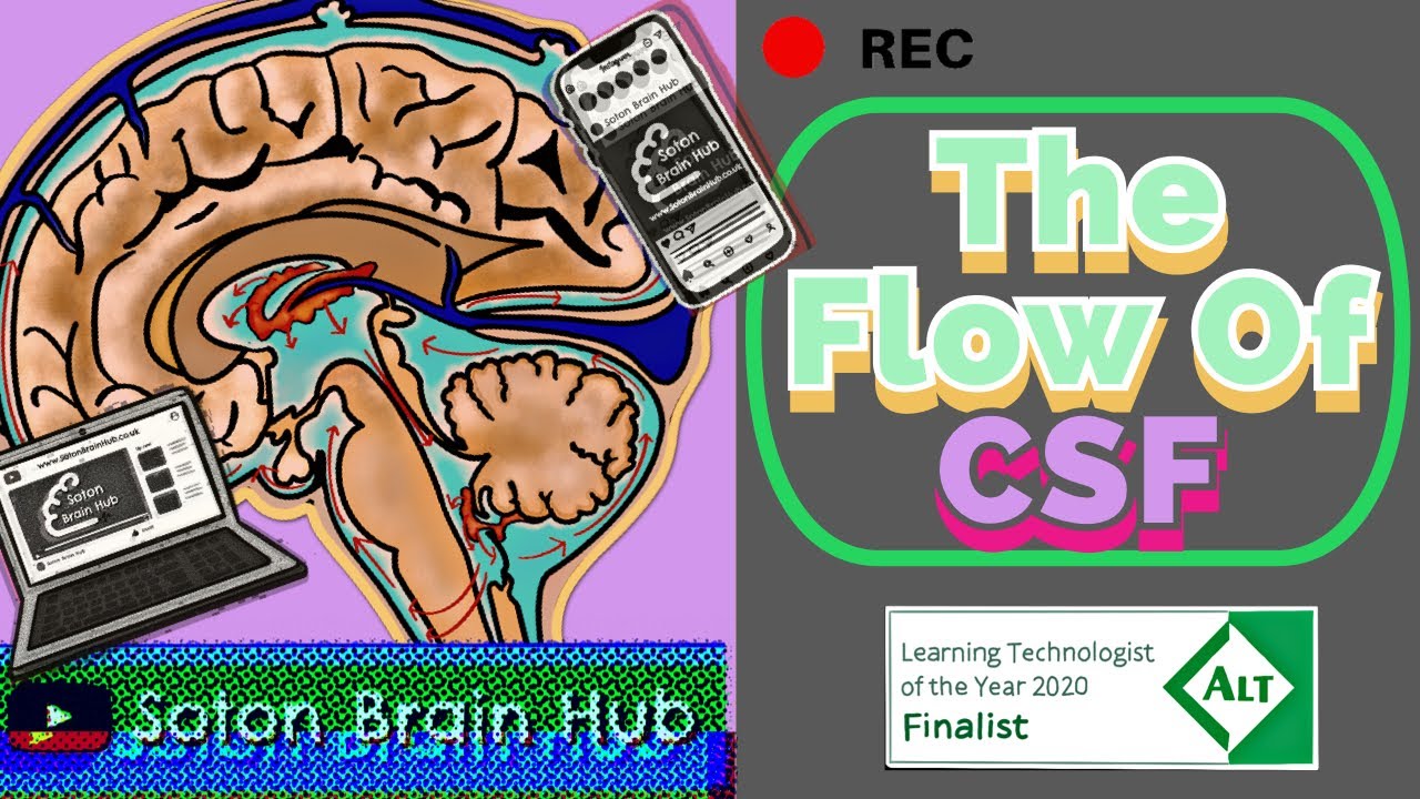The Flow of CSF and Pathologies