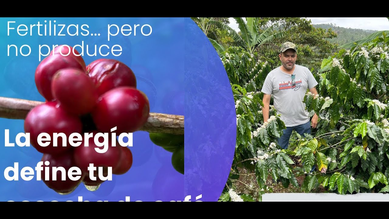 ¿Por qué tu cafetal se cansa aunque fertilices? #NutriciónInteligente #cafe