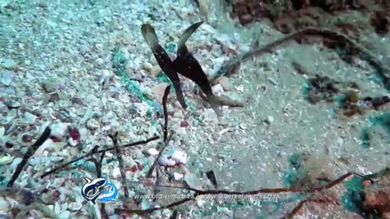 Seagrass Ghost Pipefish: SOLENOSTOMUS CYANOPTERUS