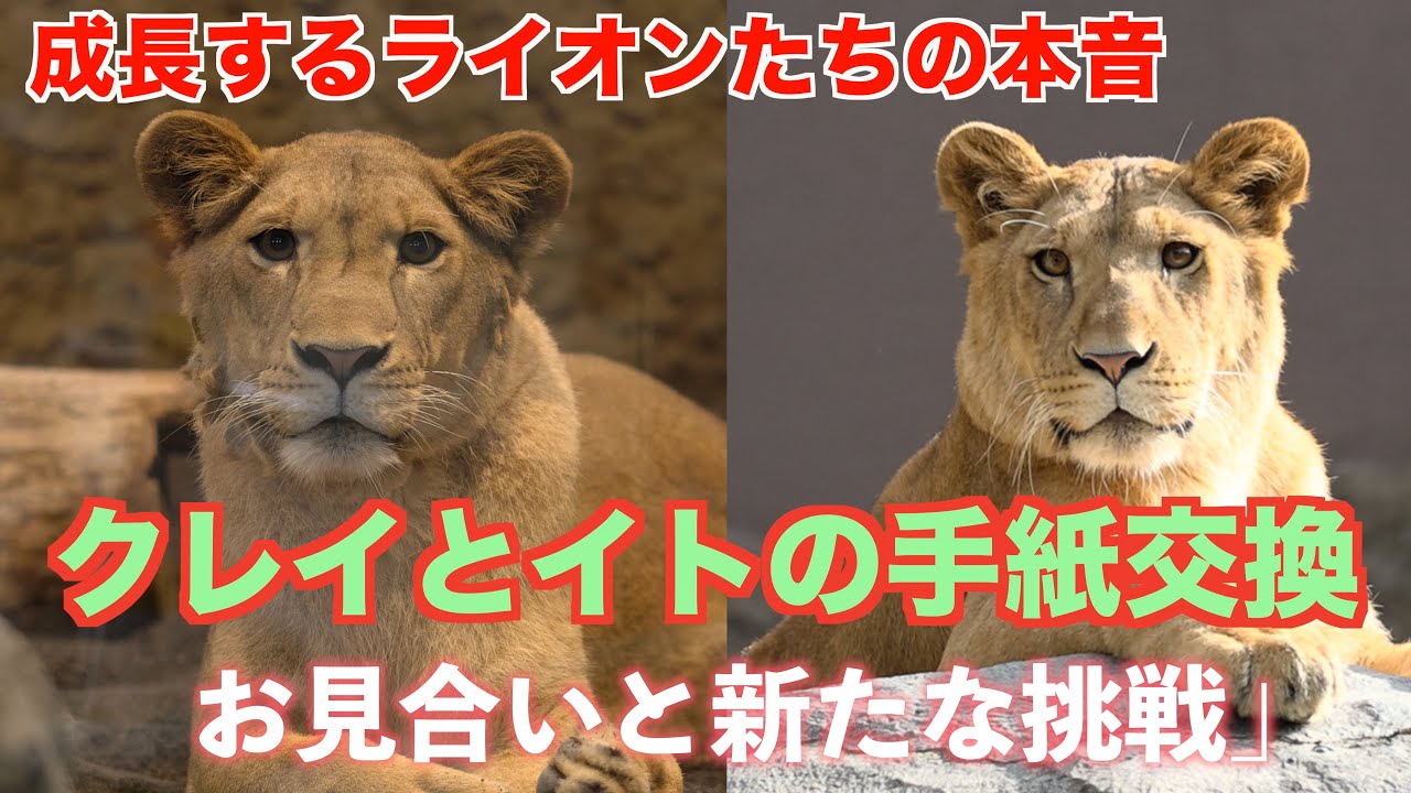 クレイとイトの手紙交換：成長するライオンたちの本音 #maruyamazoosapporo #tobezoo #lion