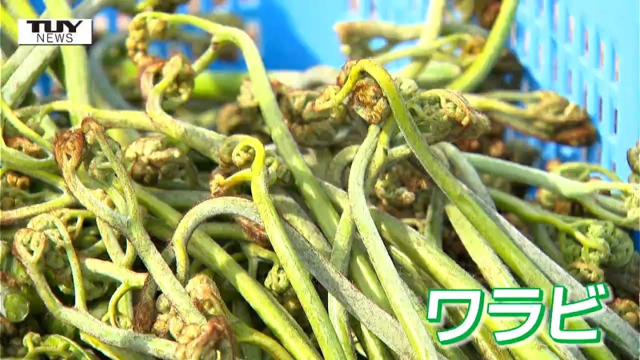 見渡す限り一面、山菜の宝庫！ 南陽市の観光わらび園がオープン　ウドやフキなども自生！（山形）