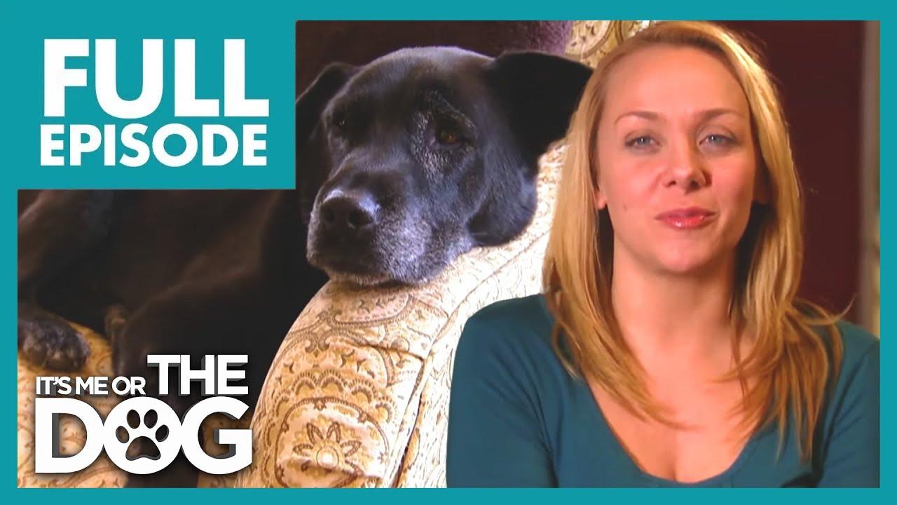 Hollywood Hounds | Season 1 Episode 18 | It's Me Or The Dog US