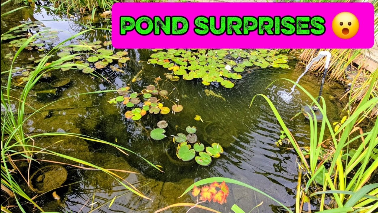 REPOST!! You never know what you’ll find at the pond—so many surprises! ❤️ #ponds #fish #koi