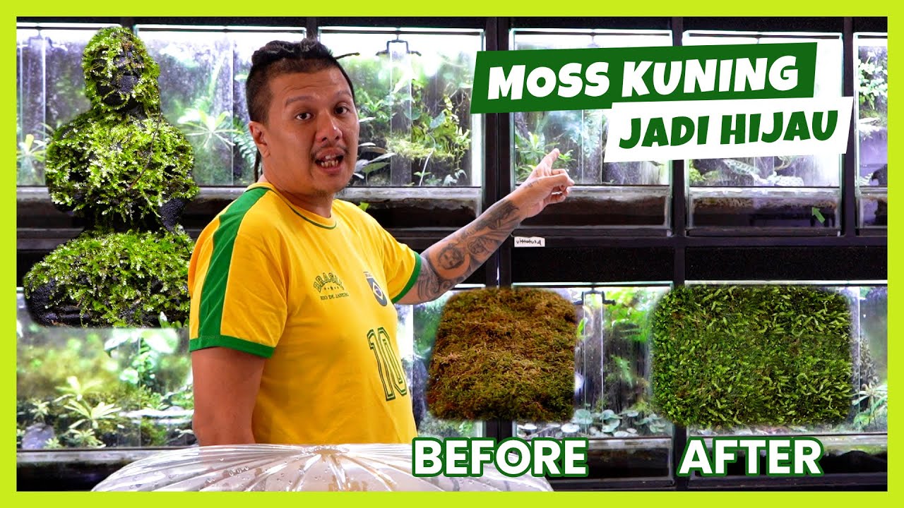 CARA MEMPERSIAPKAN MOSS & TANAMAN SEBELUM MASUK KEVIVARIUM | TIPS MEMELIHARA MOSS BIAR HIJAU & SEGAR