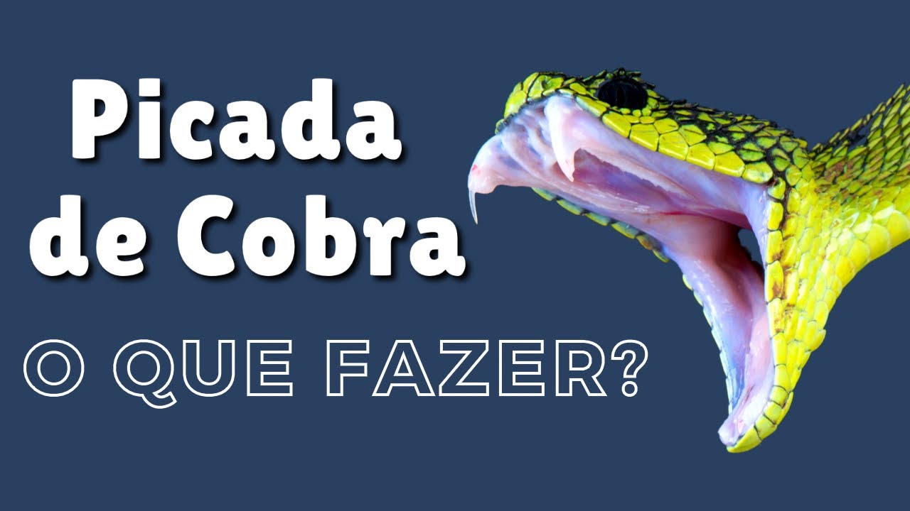 Curso (PICADA DE COBRA) - Primeiros Socorros (Butantan / Venenosa / Pe&ccedil;onhenta)