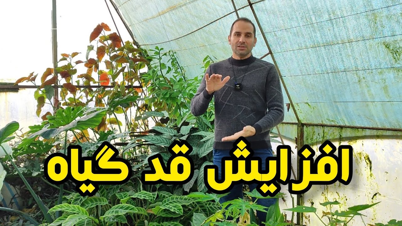 افزایش تضمینی قد گیاه ، Guaranteed increase in plant height