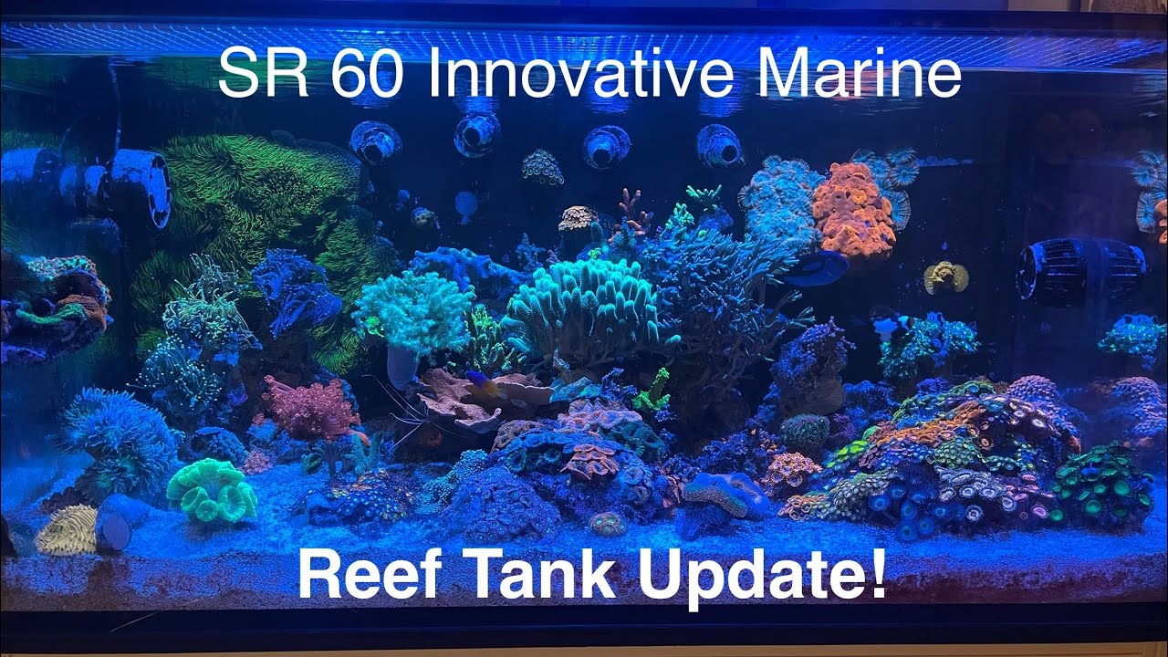 Reef Tank Tour Update! 25 lagoon to SR 60 Gallon Lagoon! Coral and Saltwater Fish Update!